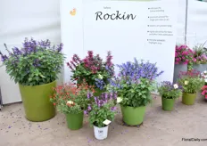 The Salvia Rockin series. They can be grown as a series and thrive best in large containers from 2 litres.